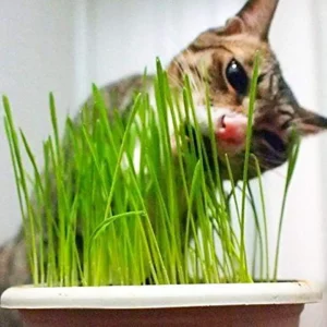 Kit coltivazione erba biologica gatti