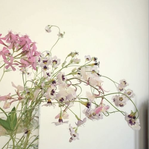 Confetti niko niko: coriandoli che fioriscono